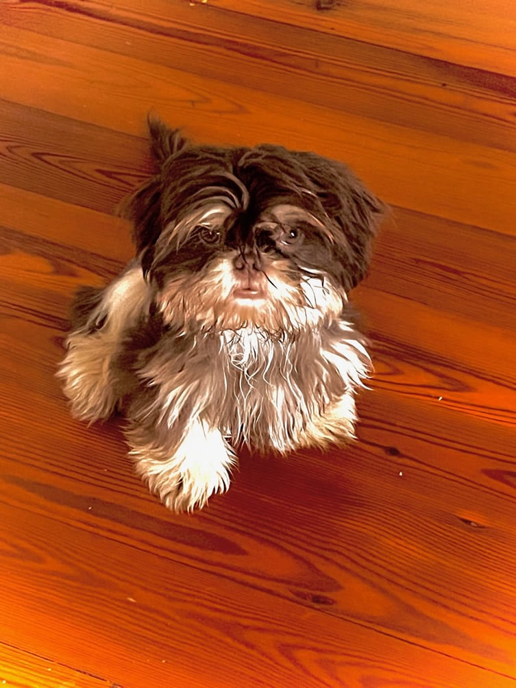 Shih Tzu Show Offs 173