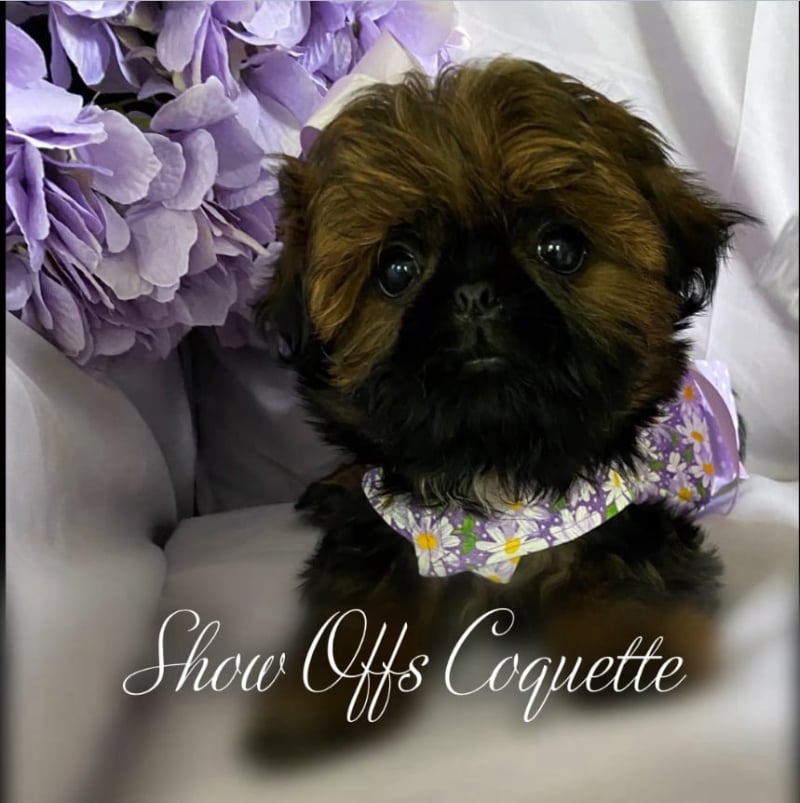 Shih Tzu Show Offs 157