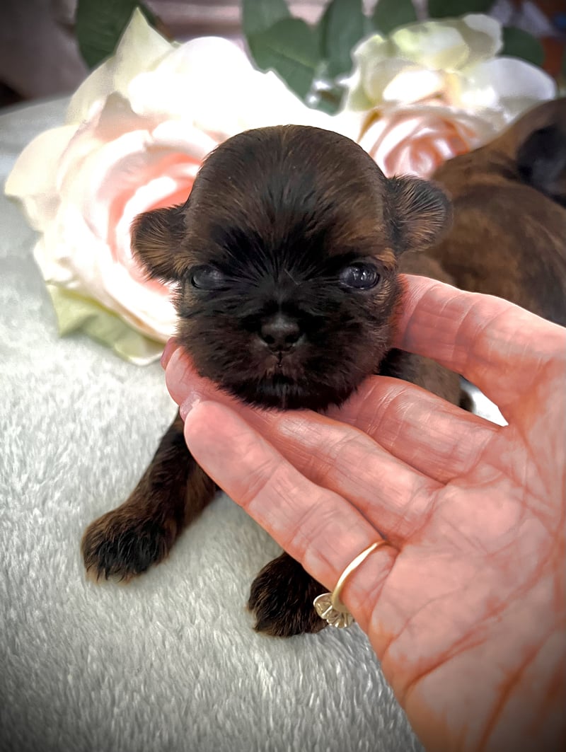 Shih Tzu Show Offs 182